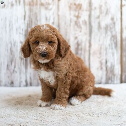 Redmond/Mini Labradoodle									Puppy/Male	/12 Weeks,This little guy would love to be your friend and make some wonderful memories with you! Redmond is looking for a loving home! Family raised, up to date on shots and dewormer, and comes with a 1 year genetic health guarantee. He’s socialized with our children, who help care for the puppies!! He comes with a small bag of food, blanket, toy and a collar. Give us a call today! We’re open Monday-Saturday 8-8 and closed on Sundays. Sunday messages will be returned on Monday. Country Echo Pets,  Raymond Lapp Sunbury Pa 17801 Pa Kennel License #17927