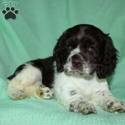 Sammy/Cocker Spaniel									Puppy/Male	/9 Weeks,Here comes a beautiful Cocker Spaniel puppy with floppy ears and a soft curly coat! This perfect puppy is up to date on shots and dewormer and vet checked! The mother Sandy is a sweet Cocker Spaniel and the father Maxer is handsome and smart! If you are looking for a puppy who is well socialized and loves attention contact us today! 