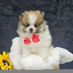 Knox/Pomeranian									Puppy/Male	/8 Weeks,Hi there!!  Meet Knox …he is an adorable little fluff ball that will make the perfect addition to your family. He is sweet, smart and friendly and so eager to please. His adult guestimated weight is around 6 pounds. Both parents are super sweet n weigh around 5/6 pounds as well. If you would like to set up an appointment to meet or adopt this little gem please text or call barb. A non refundable deposit of a hundred and fifty dollars will hold a puppy for you. Best time to reach me.Is monday through saturday.