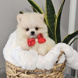 GLACIER/Pomeranian									Puppy/Male	/8 Weeks,Hi there! Meet Glacier… He is a sweet friendly little fellow that will wiggle his way right into your heart with his cute antics and playfulness. Pomeranians are smart, friendly, and so eager to please. Both parents have a k c registration and are super sweet. This little guy will be u t d on shots n dewormer , vetted and microchipped as well . If you would like to set up an appointment to meet or adopt this little guy, please text or call barb. Best time to reach me.Is monday through saturday. A $150 deposit will hold the puppy for you.