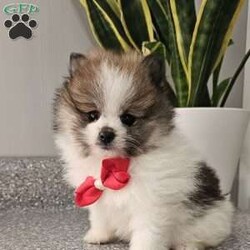 Knox/Pomeranian									Puppy/Male	/8 Weeks,Hi there!!  Meet Knox …he is an adorable little fluff ball that will make the perfect addition to your family. He is sweet, smart and friendly and so eager to please. His adult guestimated weight is around 6 pounds. Both parents are super sweet n weigh around 5/6 pounds as well. If you would like to set up an appointment to meet or adopt this little gem please text or call barb. A non refundable deposit of a hundred and fifty dollars will hold a puppy for you. Best time to reach me.Is monday through saturday.