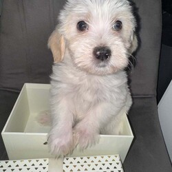 Shih -Tzu and Bichon pups /Bichon Frise/Female/9 weeks,Hello here I present you my Bella’s puppies ! They wonderful, smart , playful , perfect for families with children or if you just need a lap dog as your best companion they are the perfect choice ! Mother is bichon with shihtzu mixed and father is pure breed shihtzu with pedigree . Both parents very healthy never been sick ! For more info please contact me .