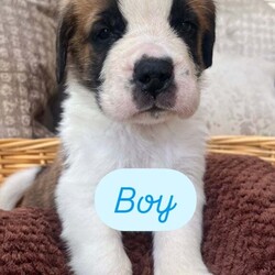 READY TO LEAVE NEXT WEEK Adorable Saint Bernard Puppies – Family Raised & Full of Love!/Saint Bernard/Female/6 weeks,Adorable Saint Bernard Puppies – Family Raised & Full of Love!

