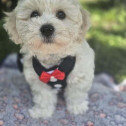 Bichon Frise /Bichon Frise/Female/3 months,Puppies are looking for a good owner, a cozy home. Born 12.04.25. Fully vaccinated, have documents. Waiting for you.I can bring a puppy for a nominal fee.