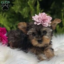 Beauty/Yorkie									Puppy/Female	/10 Weeks,Say hi to the cutest yorkie puppies! These sweet fur babies are just the cutest! They are vet checked, dewormed, vaccinated, and microchipped. They will go home with a puppy kit that includes their information and a bag of food that they are currently eating. There mama is Roberta and she weighs 5 pounds and daddy is Tucker and he weighs 4 pounds. 