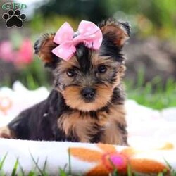 Daisy/Yorkie									Puppy/Female	/8 Weeks,Meet Daisy, the most darling little AKC Yorkshire Terrier you’ll ever encounter! With her soft, black & tan coat and twinkling eyes, she’s a picture of pure charm. She boasts a spunky yet sweet personality, she loves cozy snuggles as much as active play sessions. Yorkies are often described as loyal, intelligent and feisty dogs; despite their tiny size, they have big personalities and tend to steal the spotlight with their confident demeanor. Daisy is the perfect blend of affection and sass, making him an irresistible companion for anyone lucky enough to welcome her into their home!