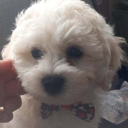 Bichon Frise /Bichon Frise/Female/3 months,Puppies are looking for a good owner, a cozy home. Born 12.04.25. Fully vaccinated, have documents. Waiting for you.I can bring a puppy for a nominal fee.