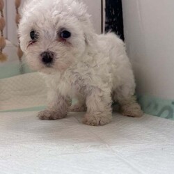 Maltese bison looking for a loving family girls 650 and boys 550/Bichon Frise/Female/3 months,5 girls and 2 boys we are looking for families the price for the girls  they are almost 2 months old is 650 and for the boy 550 he has no vaccines .. I am ready to go.