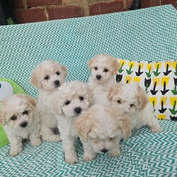Bichon frise /Bichon Frise/Female/6 weeks,Bichon frise for sale. 4 boys and 2 girls. puppies will be ready on July 5th, puppies are trained to outside and on mats, they are happy and full of energy.