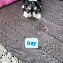 Jack Russel puppies /Jack Russell/Female/8 weeks,We got loving Jack Russels what have had puppies we want to ensures that are puppies go to a loving and suitable home. They are very good with children and playful puppies they have been wormed and fleed 