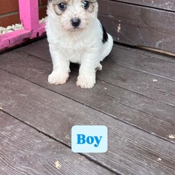 Jack Russel puppies /Jack Russell/Female/8 weeks,We got loving Jack Russels what have had puppies we want to ensures that are puppies go to a loving and suitable home. They are very good with children and playful puppies they have been wormed and fleed 