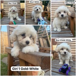 Bichon Frise Puppies available now./Bichon Frise/Female/9 weeks,Bichon Frise puppies now available and ready to leave , born on the 1st May 2025, now 8 weeks old.