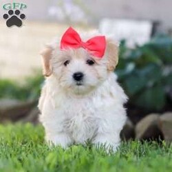 Lottie/Coton de Tulear Mix									Puppy/Female	/8 Weeks,Meet Lottie, a darling Coton-Poo puppy with an irresistible mix of fluff and fun! With her soft, cloud-like coat and sparkling eyes, she’s the kind of pup who turns heads wherever she goes. This little one’s personality is just as charming as her looks—full of playful energy, sweet affection, and just the right touch of mischief to keep you laughing.
