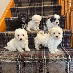 Bichon X Maltipoo Puppies/Bichon Frise/Female/9 weeks,Beautiful Bichon X Maltipoo puppies for sale! These tiny, non-shedding bundles of joy are vaccinated, microchipped, wormed, and have been fully vet checked. They are raised in a loving home environment and are well-socialised, making them perfect companions for any family. Both Mum and Dad can be seen and have wonderful temperaments. These puppies are ready to go to their forever homes and bring lots of love and happiness. Don’t miss out!