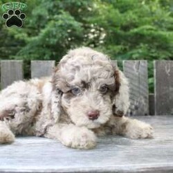 Karl/Mini Labradoodle									Puppy/Male	/9 Weeks,Meet this charming Miniature Goldendoodle puppy who loves people and enjoys attention! This friendly little cutie pie will come up to date on shots and dewormer and will be vet checked before going home. This puppy will remain small and easy to manage its entire life! If you are looking for a well socialized puppy who is easy to train, fun to groom, and a joy to play with contact Mary today! 
