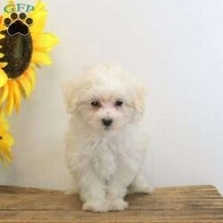 Dexter/Maltese									Puppy/Male	/9 Weeks,Meet Dexter, a sweet Maltese puppy with a soft coat! This charming little guy is well-socialized, and both of his parents are available to meet. Dexter comes home vet checked, up to date on shots & wormer, and with a 1-year genetic health guarantee. Also, he can be registered with the ACA.