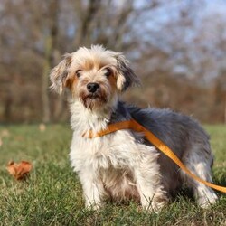 Alex/Morkie / Yorktese									Puppy/Male	/12 Weeks,Meet Alex, a spunky little Morkie with a heart full of curiosity and courage! Always up for an adventure, he loves exploring new places, sniffing out fun, and chasing his favorite toys with endless energy. His playful personality shines through in everything he does, and his loyal nature makes him as devoted as he is adorable. With a dash of mischief and a whole lot of love, he is the perfect blend of sweet and spunky!