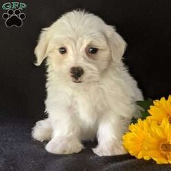 Kip/Maltese									Puppy/Male	/9 Weeks,Meet Kip! A very soft and cuddly Maltese with a very sweet personality and heart full of love! Kip loves playtime an is well socialized!  Kip is micro-chipped ,vet checked an up to date on he’s shots and dewormer! To find out more about this sweetheart call Katie today! 