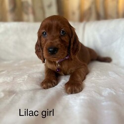 Adopt a dog:Irish Setter Puppies /Irish Setter/Female/7 weeks,Here are our beautiful Irish Setter puppies, 8 boys and 5 girls! Ready to leave from the 2nd August