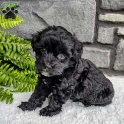 Ace/Havapoo									Puppy/Male	/6 Weeks,Hello My name is Ace! I’m a very smart,playful and outgoing puppy.  Please Pick me and make me your furever companion. I just want a furever home.