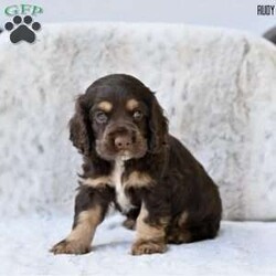 Rudy/Cocker Spaniel									Puppy/Male	/June 13th, 2025,Our beautiful Cocker Spaniel puppies are searching for loving forever homes! These sweet pups have been family raised with lots of care and attention, making them well-socialized and friendly. They’re used to being around children and everyday household activity, which helps them develop into confident and affectionate companions.