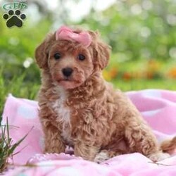 Tabby/Havapoo									Puppy/Female	/7 Weeks,Hi there! I’m Tabby, an irresistibly sweet Havapoo puppy ready to bring love, snuggles, and joy into your life. I’m a cuddle expert who loves giving kisses, chasing toys, and curling up in cozy spots for nap time. My gentle nature and happy personality make me the perfect addition to any home—and I can’t wait to find my forever family to share all my affection with!