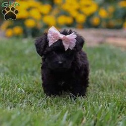 Allie/Yorkie Poo									Puppy/Female	/7 Weeks,Meet Allie– a tiny bundle of love who’s ready to steal your heart with her soulful puppy eyes and affectionate personality. This adorable little Yorkiepoo is family raised, well socialized, and played with daily, making her as friendly as she is adorable. Allie thrives on attention and never turns down a cuddle or a belly rub.