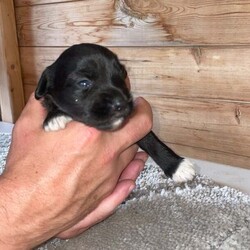 Glen imaal puppy’s /Glen of Imaal Terrier/Female/6 weeks,Glen imaal puppy’s for sale 6 weeks old ready to go in 2 weeks 3 girl puppy’s 4 boys