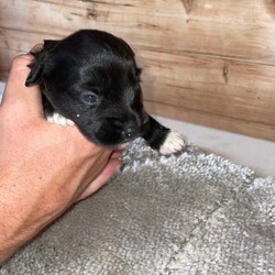 Glen imaal puppy’s /Glen of Imaal Terrier/Female/6 weeks,Glen imaal puppy’s for sale 6 weeks old ready to go in 2 weeks 3 girl puppy’s 4 boys