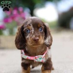 Pixel/Dachshund									Puppy/Female	/7 Weeks,Meet the most adorable Mini Dachshund girl named Pixel! With a silky-smooth coat, floppy ears and those irresistibly soulful eyes, she’s the perfect blend of charm, affection and playfulness. Whether she’s trotting by your side, chasing after her favorite toy, or curling up in your lap for a nap, she will bring joy to every moment. This handsome girl will quickly become your shadow, following you wherever you go and showering you with affection. Mini Dachshunds are adored for their unwavering loyalty and bold, spirited personalities. They make wonderful, lifelong companions!