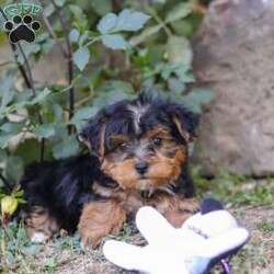 Parker/Yorkie Poo									Puppy/Male	/8 Weeks,Meet the sweetest little Yorkipoo puppy, Parker! He’s a tiny bundle of love with a big personality. Playful and curious, he loves to explore his surroundings, chase after toys, and hang out with his favorite people. Whether he’s showing off his adorable puppy zoomies or snuggling up for a good nap, he will bring endless joy to your home. Yorkies are known for their brave and confident nature, while Poodles bring a playful and friendly spirit. That makes this little Yorkiepoo the perfect blend of energy and affection!