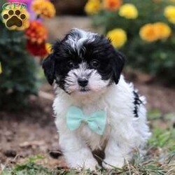 Drew/Shih-Poo									Puppy/Male	/12 Weeks,Say hello to Drew, our sweet little Shihpoo! With his silky-soft coat, bright eyes, and irresistible charm, Drew is sure to steal hearts wherever he goes. He’s everything you’d expect from a Shihpoo-sweet, playful, and happiest when he’s right by your side. Raised with lots of love and care, Drew is well-socialized and ready to join his forever family. Whether he’s bouncing around with joy or snuggling up for cuddle time, this little guy is guaranteed to bring endless smiles and love to your home.