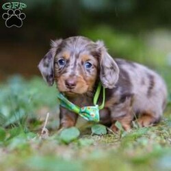 Buddy/Dachshund									Puppy/Male	/7 Weeks,Hi, I’m excited to introduce you to Buddy—an absolutely adorable Miniature Dachshund boy with a silky-smooth coat, floppy ears, and those big, soulful eyes that melt your heart the moment you meet him. He’s the perfect combination of playful energy and affectionate snuggles. Whether he’s proudly trotting at your side, chasing after his favorite toy, or curling up in your lap for a cozy nap, he brings joy to every moment.