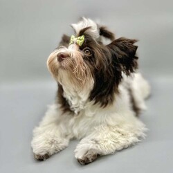 Reduction price!!! Tiny boy Biro Yorkshire terrier pedigree ready to go /Yorkshire Terrier/Female/5 months,Many people, when choosing a puppy as a new member of their family, are curious about what it will look like in the future. The charm of our little ones is not only thanks to their beautiful parents, but also to the excellent genes of their wonderful grandparents.