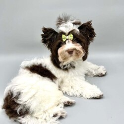 Reduction price!!! Tiny boy Biro Yorkshire terrier pedigree ready to go /Yorkshire Terrier/Female/5 months,Many people, when choosing a puppy as a new member of their family, are curious about what it will look like in the future. The charm of our little ones is not only thanks to their beautiful parents, but also to the excellent genes of their wonderful grandparents.