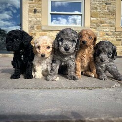 Adopt a dog:Cockapoo puppies/Cockapoo/Female/6 weeks,Our beloved family pet Prim has given birth to a beautiful litter of cockapoo puppies.