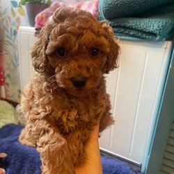 Adopt a dog:Red Toy Poodle two girls available now/Toy Poodle/Female/9 weeks,Margo my Kc registered, fully health tested red toy poodle has had a litter of puppies with a Kc registered, fully health tested Red toy poodle and there are two girls left available.  They have and continue to be brought up in the heart of the home, not caged at all.  Both parents are tiny so true toy poodle sizes of 9in and between 2.5-3kg in weight.  They have had their first injection, been chipped, wormed and flea treated so ready to go to their forever homes.