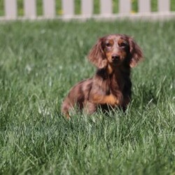 Charlie/Dachshund									Puppy/Male	/7 Weeks,Meet Charlie, an irresistibly adorable ACA Dachshund puppy with the happiest little spirit! With his big, soulful eyes, floppy ears, and that signature long body, he’s the perfect blend of charm and cuteness. Charlie loves to play, explore, and trot around with his tail wagging proudly, but when it’s time to rest, he’s the best snuggler you could ask for. Full of love and personality, this sweet boy is sure to bring endless joy to his forever family!