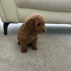 Adopt a dog:Miniature poodle puppy /Miniature Poodle/Female/11 weeks,Are beautiful girl princess has given us 3 beautiful red miniature poodles puppy’s 2 girls 1 boy mum is are kc registered miniature poodle and dad is a miniature kc registered poodle (stud) both mum and dad are pra clear and health tested puppy’s have been raised in a family environment with my 4 kids puppy’s are flea and wormed up to date last boy remaining ready to leave now any more questions feel free to message me  now reserved