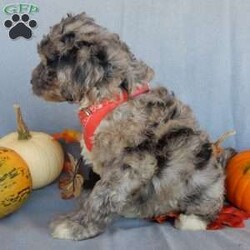 Bear (medium)/Mini Sheepadoodle									Puppy/Male	/12 Weeks,Have you been looking for a new furry friend? Look no further! I have the sweetest little sheepadoodle face you have ever seen… My name is Bear and I would love to come home with you! I am sure with one look into my warm, sweet eyes and I’ll be sure I will have captured your heart already! I am very happy, playful and very kid friendly! I stand out above the rest with my uniquely marked blue merle coat!! Full of personality and always ready to give amazing puppy kisses, I would love to fill your home with all of my puppy love! I have been vet checked and I am up to date on vaccinations and dewormings and I will also come with a 1-year guarantee with the option of extending it to a 3-year guarantee. We ship anywhere in the USA!!! My mother is our sweet, loving 44# sheepadoodle named Lily, and the father is Cory, a 15# blue merle mini poodle! That makes me an F1b medium sized sheepadoodle and I will grow to approx. 25-35# and I will be hypoallergenic and nonshedding!! Why wait when you know I am meant to be yours? Call or text Martha to make me the newest addition to your family and get ready to spend a lifetime of tail wagging fun! (7% sales tax on in home pickups)