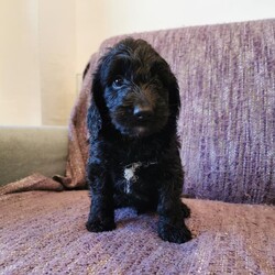 Adopt a dog:Cockapoos Puppy for sale /Cockapoo/Female/7 weeks,We have 6 beautiful F1 cockapoo puppies available from the 1st of October, 4 girls 2 boys, 3 apricot and 3 black. They come from our family pet cocker spaniel and are great with kids also our ragdoll cats. Their mother is a cocker spaniel and the father a kennel club registered toy poodle. They will have started worm / flea treatment and will be microchiped and vaccination ready for there new homes. Please call to make an appointment to view these lovely little bundles of fun. We look forward to hearing from you soon.