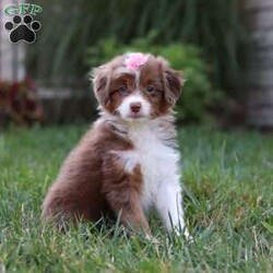 Emmy/Mini Aussiedoodle									Puppy/Female	/8 Weeks,Meet Emmy, a darling Mini Aussiedoodle with the sweetest personality and the softest, curly coat. With her bright, expressive eyes and playful spirit, she has a special way of bringing joy to every moment. She loves bouncing around, exploring, and playing with her favorite toys, but she’s just as happy to curl up for snuggles when it’s time to relax. Friendly, smart, and full of charm, she is the kind of puppy who will quickly capture your heart.
