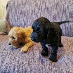 Adopt a dog:Cockapoos Puppy for sale /Cockapoo/Female/7 weeks,We have 6 beautiful F1 cockapoo puppies available from the 1st of October, 4 girls 2 boys, 3 apricot and 3 black. They come from our family pet cocker spaniel and are great with kids also our ragdoll cats. Their mother is a cocker spaniel and the father a kennel club registered toy poodle. They will have started worm / flea treatment and will be microchiped and vaccination ready for there new homes. Please call to make an appointment to view these lovely little bundles of fun. We look forward to hearing from you soon.