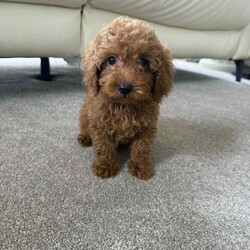 Adopt a dog:Miniature poodle puppy /Miniature Poodle/Female/11 weeks,Are beautiful girl princess has given us 3 beautiful red miniature poodles puppy’s 2 girls 1 boy mum is are kc registered miniature poodle and dad is a miniature kc registered poodle (stud) both mum and dad are pra clear and health tested puppy’s have been raised in a family environment with my 4 kids puppy’s are flea and wormed up to date last boy remaining ready to leave now any more questions feel free to message me  now reserved