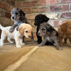 Adopt a dog:Cockapoo puppies/Cockapoo/Female/6 weeks,Our beloved family pet Prim has given birth to a beautiful litter of cockapoo puppies.