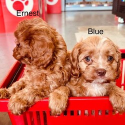 Adopt a dog:Cavapoo F2 puppies/Cavapoo/Female/9 weeks,Cavapoo puppies ready to go fully wormed and fllead they have had 1st vaccine and micro chip vet checked and 2nd vaccine has been payed for mum is Cavapoo and dad is Cavapoo nice red and apricot colours small puppies non malting hair for any more info please call anytime