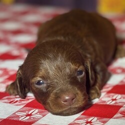 Adopt a dog:Saturn/PuppySpot/Male/5 weeks,Hi, I'm Saturn! I'm a 5-week-old male Dachshund with a beautiful chocolate & tan coat, born on August 19, which makes me a Leo sign. I'll be ready to go home to my forever family after October 14, once I'm grown enough to leave my litter. I'm ICA registered. I'm all set to bring my cheerful energy into your home.