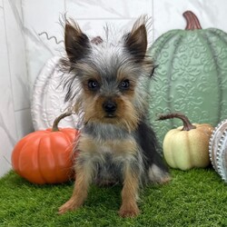 Adopt a dog:Freddy/PuppySpot/Male/18 weeks,Hi, I'm Freddy! I'm an 18-week-old male Yorkshire Terrier with a beautiful black & tan coat, born on May 18, which makes me a Taurus pup. I am ready now to plan my trip to my forever family. Once I reach my adult size, I'm expected to weigh between 3.5–6 lbs. I'm AKC registered. I'm ready to be your best friend and cuddle buddy for life.