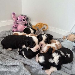 Cavalier King Charles puppies/Cavalier King Charles Spaniel/Female/3 weeks,So so happy to show you that our beautiful girl Polly has had a litter of puppies. We are absolutely besotted with them all. 