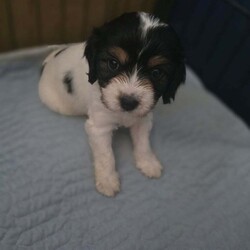 Adopt a dog:2 cockapoo x king charles puppies/Cockapoo/Female/7 weeks,We have 2 cockapoo x king charles female puppies who need a forever home. They will be microchiped and there first round of vaccinations will be done before collectio